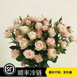 玫瑰花新鲜花